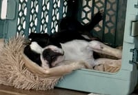 Fenway-adoption pending - Photo 3