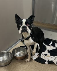 Fenway-adoption pending - Photo 4
