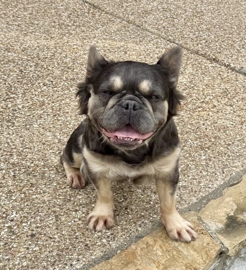 HONEY - French Bulldog available for adoption