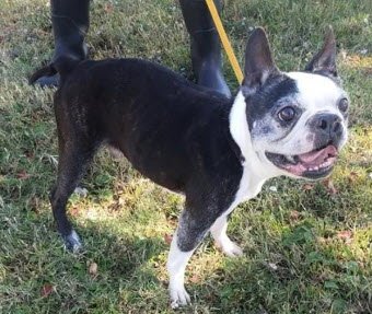 DALLAS - Boston Terrier available for adoption