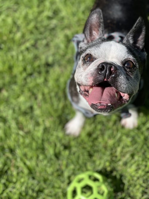DALLAS - Boston Terrier for adoption in Plano