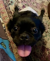 Capone - SPECIAL NEEDS - Photo 2