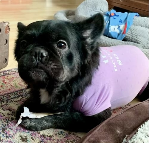 CAPONE - SPECIAL NEEDS - French Bulldog for adoption in Plano