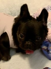Capone - SPECIAL NEEDS - Photo 4