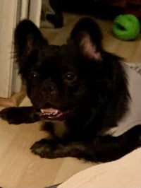 Capone - SPECIAL NEEDS - Photo 5