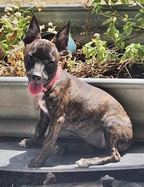 CANNOLI - Boston Terrier available for adoption
