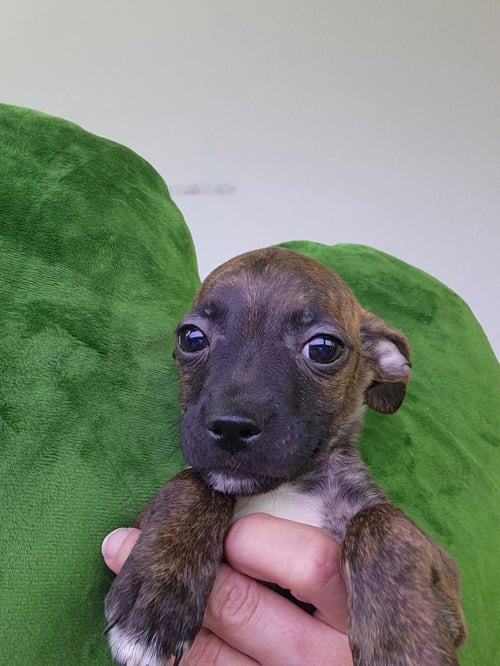 CANNOLI - Boston Terrier for adoption in Plano