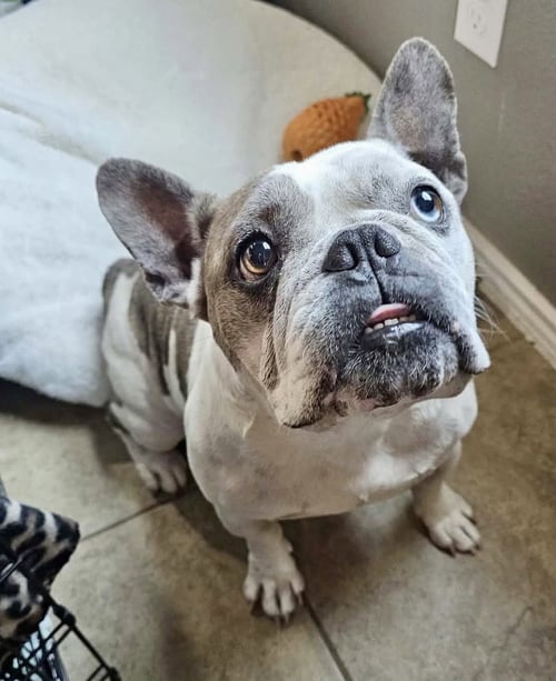 FRICK - French Bulldog / English Bulldog for adoption in Plano