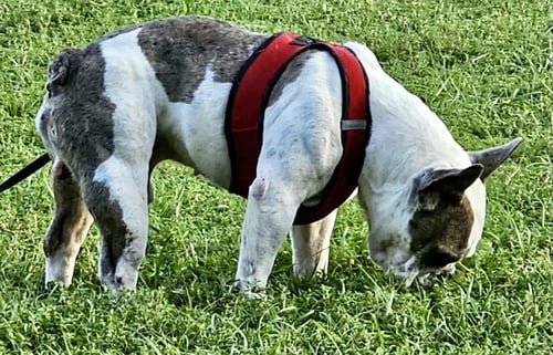 FRICK - French Bulldog / English Bulldog available for adoption