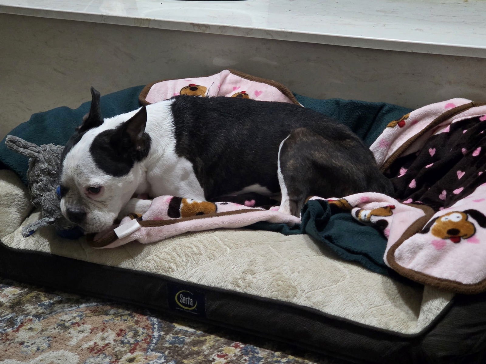 TYSON - Boston Terrier available for adoption