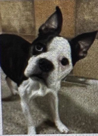 TYSON - Boston Terrier available for adoption