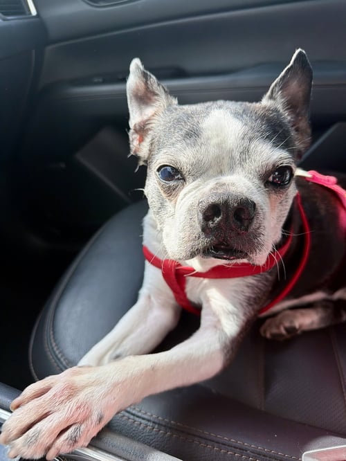 MIA - Boston Terrier for adoption in Plano