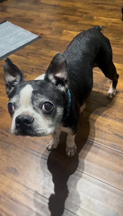 MIA - Boston Terrier available for adoption