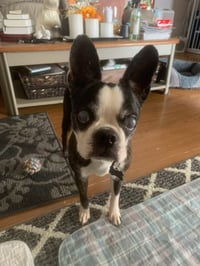 Khloe - HOSPICE FOSTER - Photo 2