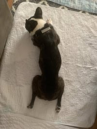 Khloe - HOSPICE FOSTER - Photo 3