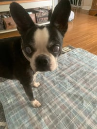 Khloe - HOSPICE FOSTER - Photo 4