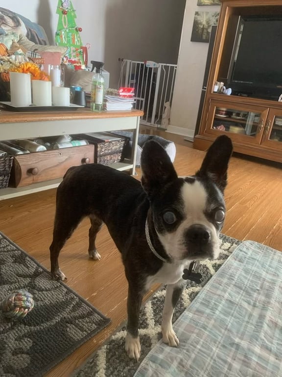 Khloe - HOSPICE FOSTER Image