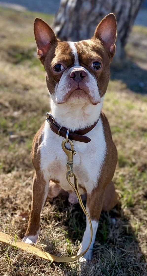 MILO - Boston Terrier available for adoption