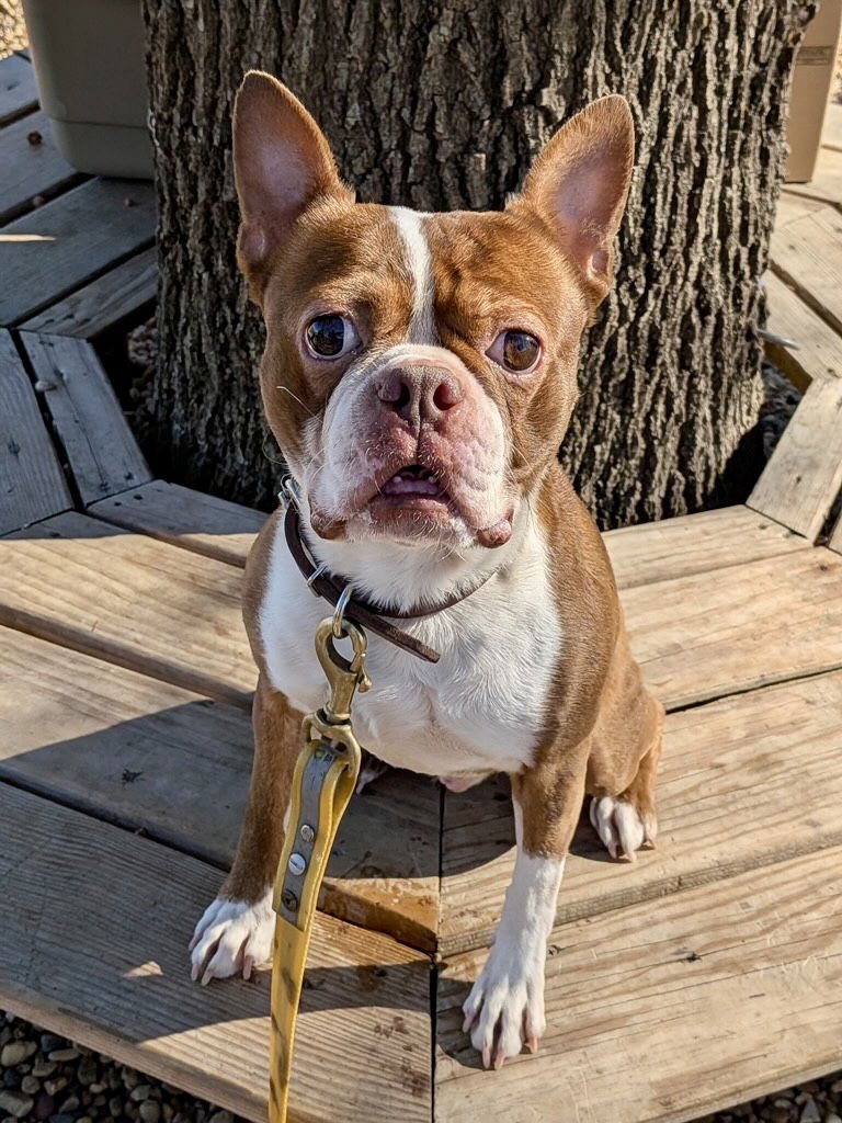 MILO - Boston Terrier available for adoption