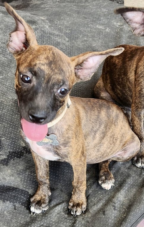 Beans ADOPTION PENDING Image