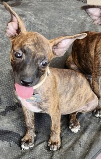 Beans ADOPTION PENDING - Photo 1