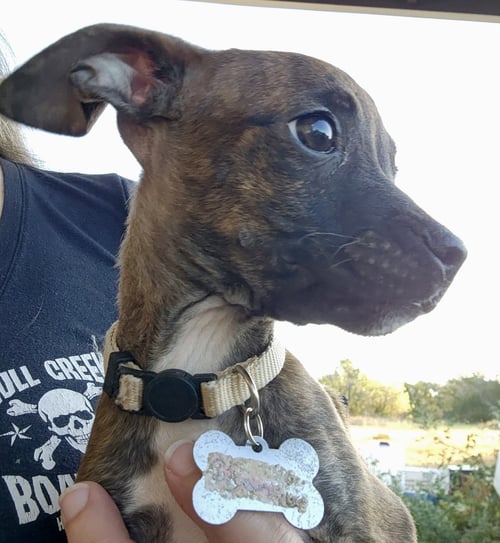 BEANS - Boston Terrier for adoption in Plano