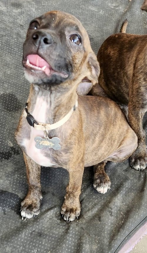 BEANS - Boston Terrier available for adoption