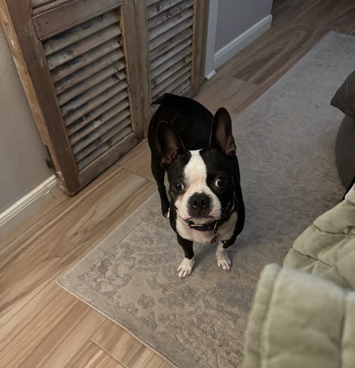 OLIVER AVAILABLE 8/20 - Boston Terrier available for adoption