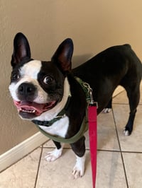 Oliver AVAILABLE 8/20 - Photo 3