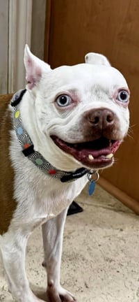 Scout - HOSPICE FOSTER - Photo 2