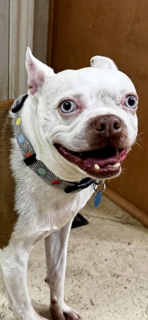 SCOUT - HOSPICE FOSTER - Boston Terrier available for adoption