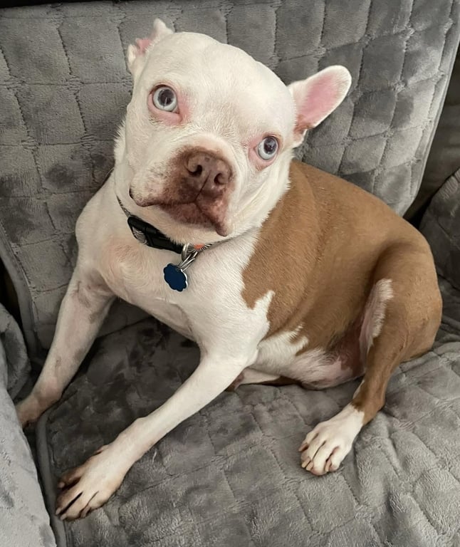 Scout - HOSPICE FOSTER Image