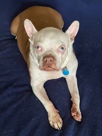 Scout - HOSPICE FOSTER - Photo 3