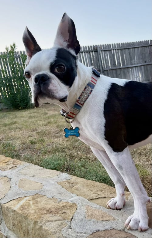 LOUIE-ADOPTION PENDING
