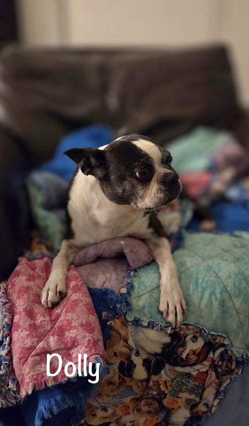 DOLLY - Boston Terrier for adoption in Plano