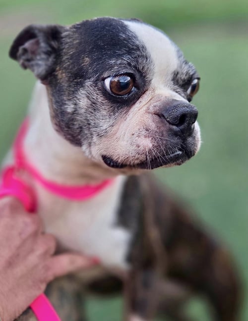 DOLLY-ADOPTION PENDING