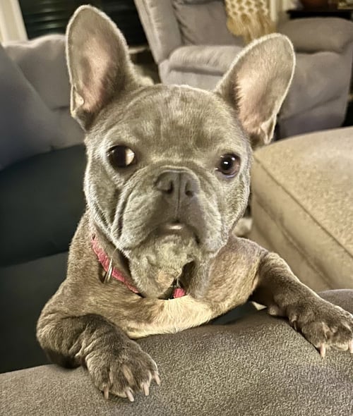 LILA