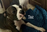Taz-adoption pending - Photo 9