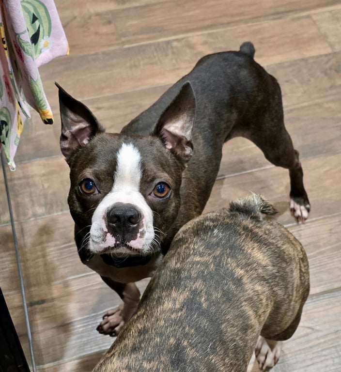 Taz-adoption pending Image