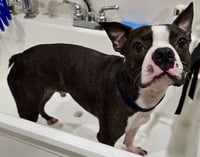 Taz-adoption pending - Photo 5