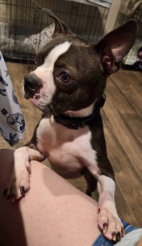 Taz-adoption pending - Photo 3