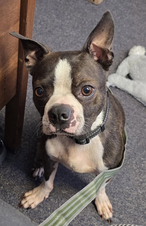 TAZ-ADOPTION PENDING - Boston Terrier available for adoption