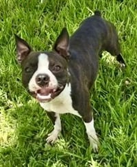 Taz-adoption pending - Photo 6