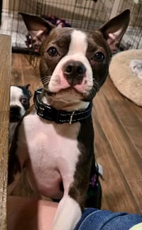 Taz-adoption pending - Photo 4