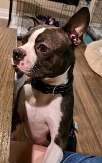 Taz-adoption pending - Photo 8