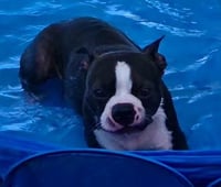 Taz-adoption pending - Photo 7