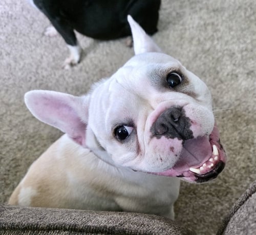 MERCEDES - French Bulldog for adoption in Allen
