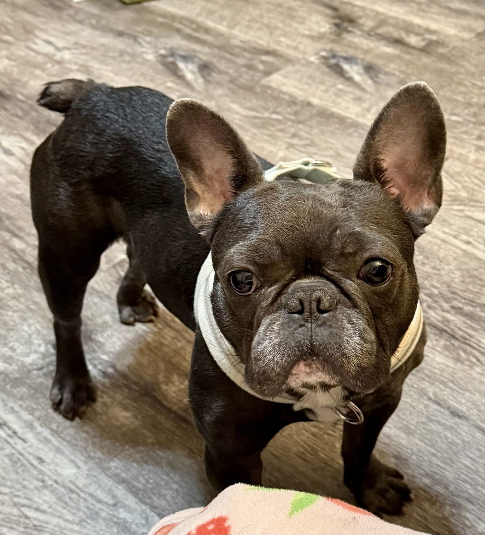 TEDDY - MEDICAL HOLD - French Bulldog available for adoption