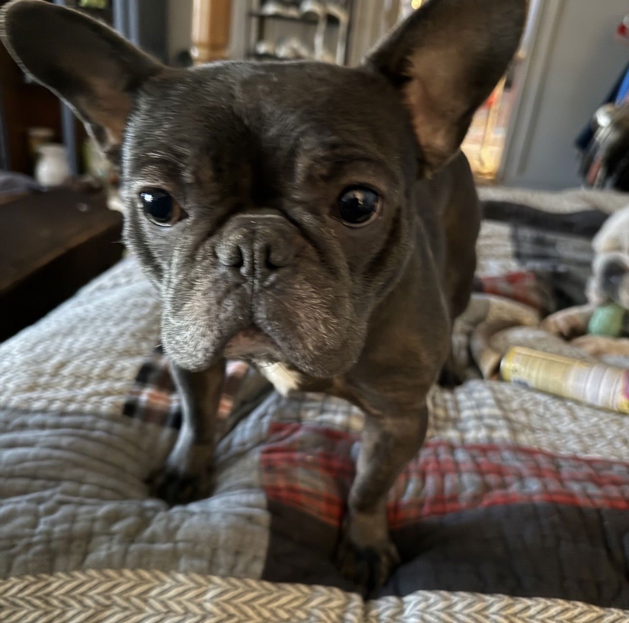 TEDDY - MEDICAL HOLD - French Bulldog available for adoption