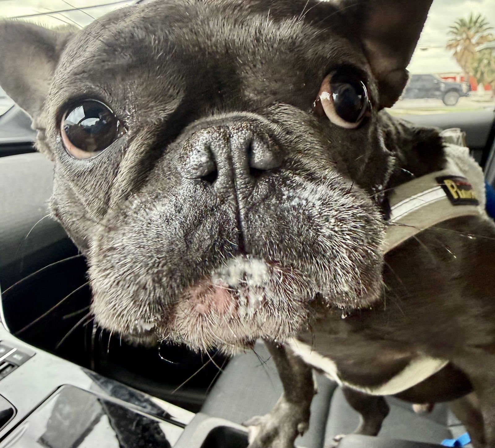 Teddy - Medical Hold - Photo 3